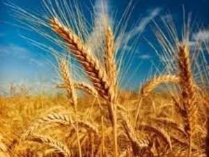 Семена пшеницы озимой в Украине