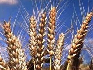 Семена озимой пшеницы Золотоколоса