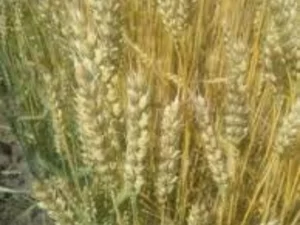 Семена озимой пшеницы Чигиринка