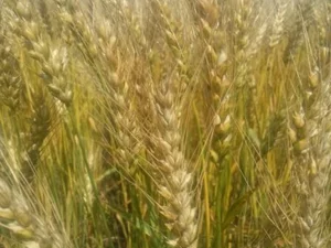 Сортовые семена озимой пшеницы