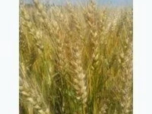 Пшеница озимая Почаивка