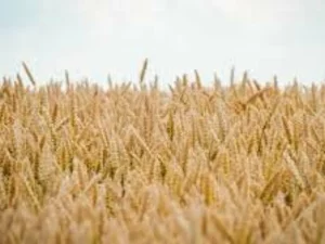Пшеница озимая посевная семена
