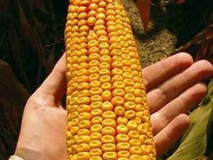 Кукуруза Достаток 300 МВ
