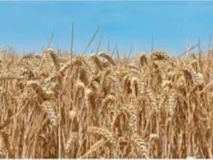 Пшеница озимая купить Черкассы