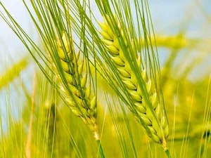 Продажа семян пшеницы элитных сортов