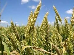 Семена пшеницы Почаивка купить от производителя
