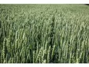 Семена пшеницы озимой от производителя