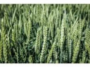 Озимая пшеница в Украине