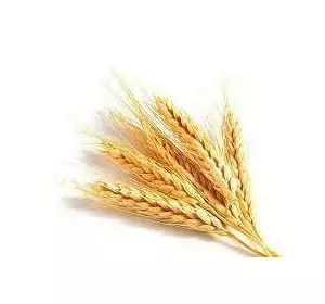 Пшениця озима Алмазний