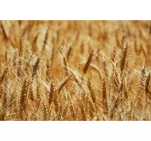 Семена пшеницы озимой Чигиринка СН-1