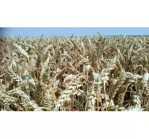Пшеница озимая посевная Мережко суперэлита
