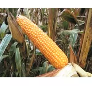 Семена кукурузы Росава С