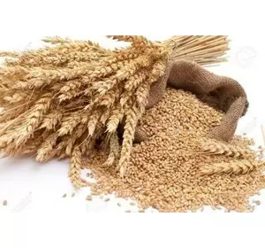 Пшениця озима МІП Ассоль