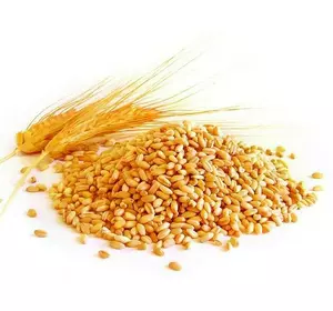 Пшениця озима Перепілка (еліта)