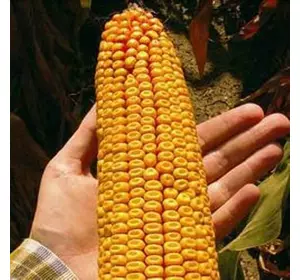 Семена кукурузы Достаток 300 МВ