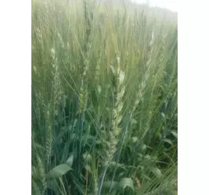 Пшениця яра Недра (еліта)