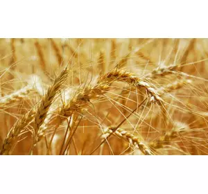 Пшениця яра МІП Райдужна