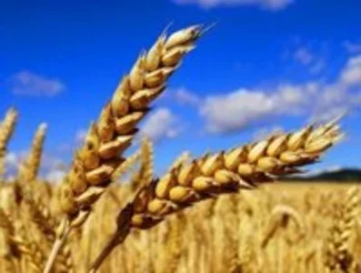 Пшениця яра