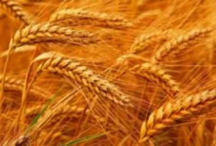 Пшениця озима
