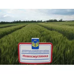 Пшениця озима Новосмуглянка (СН-1)