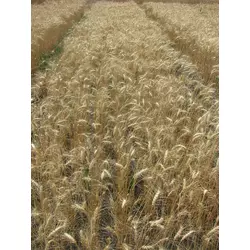 Пшениця озима Перепілка (еліта)
