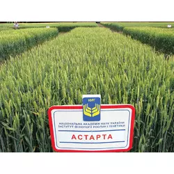 Пшениця озима Астарта (еліта, СН-1)