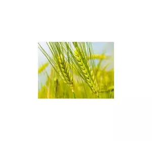 Пшеница озимая посевная - семена популярных сортов