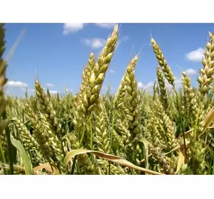 Влияние метеорологических условий на реализации генетического потенциала сортов озимой пшеницы В УСЛОВИЯХ 2017 ГОДА