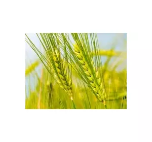 Пшениця озима посівна – насіння популярних сортів