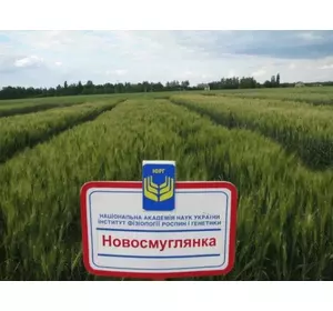 Пшениця озима Новосмуглянка (СН-1)