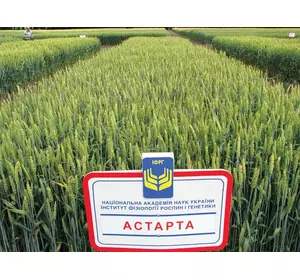 Пшениця озима Астарта (еліта, СН-1)