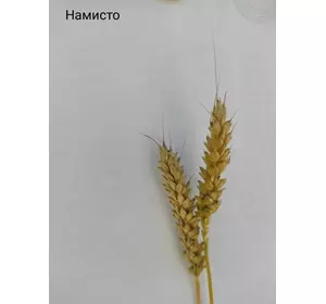 Пшениця озима Намисто (еліта, СН-1)