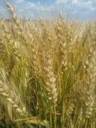 пшеница озимая Черкассы