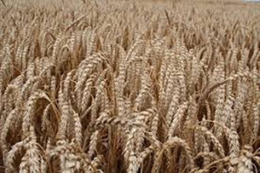 Пшениця озима посівна